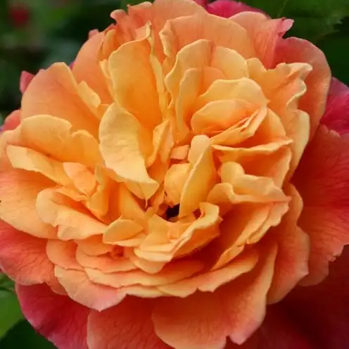 Trandafiri online - Roz - trandafiri târâtori și cățărători, Climber - trandafir cu parfum discret - Rosa Aloha® - W. Kordes & Sons - ,-